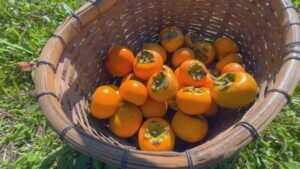 Safra de caqui em SP: produção maior e evento 'colha e pague'