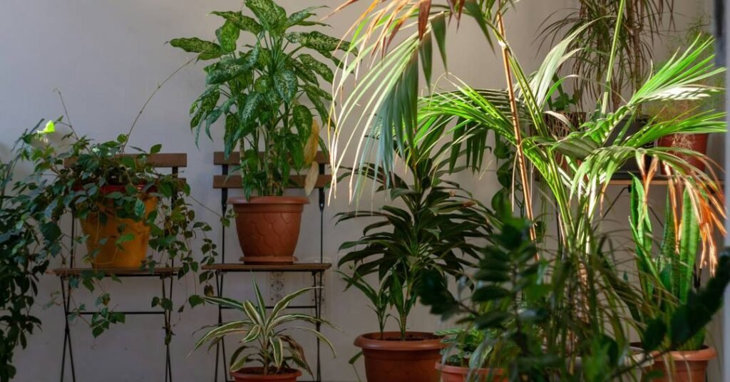 11 Plantas fáceis de cuidar que são perfeitas para ambientes com pouca luz