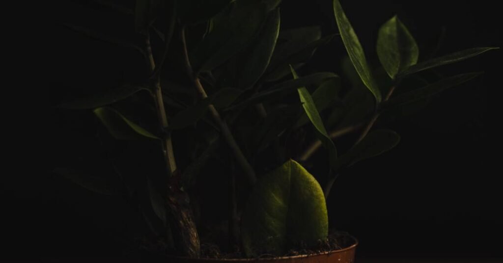 Essa é a planta que paisagistas indicam para apartamentos sem luz