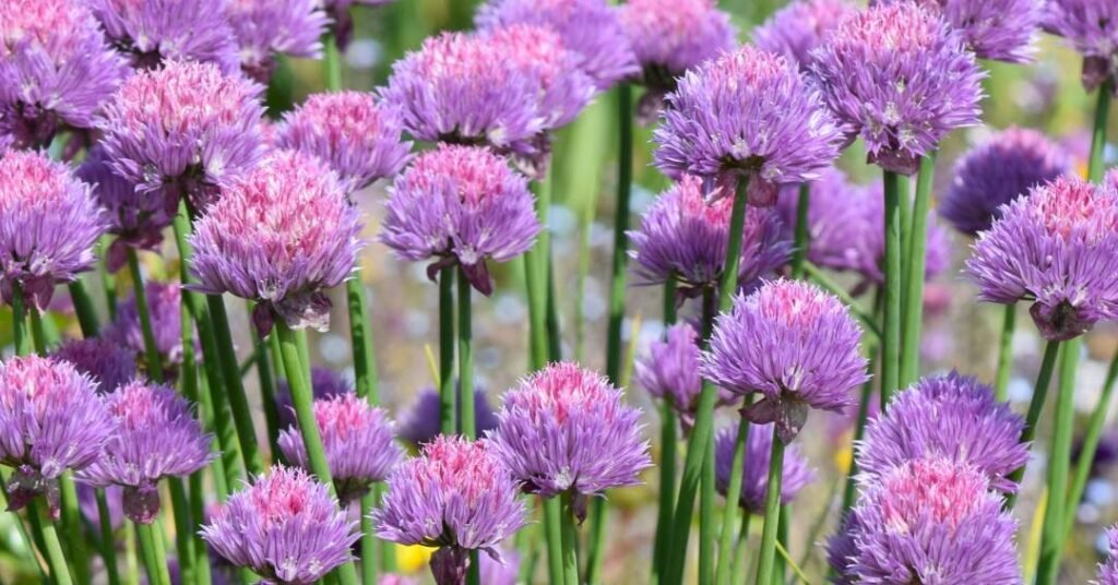 Flor de Alho: Beleza Comestível e o Segredo do seu Cheiro Forte
