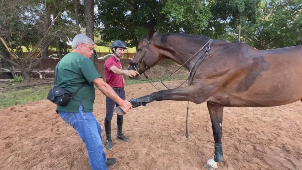 Cavalo atleta volta a treinar após cirurgia inédita na medula no interior de SP