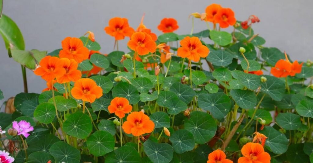 Horta outono/inverno: 5 legumes e verduras para plantar em junho