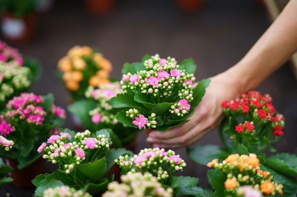 5 flores fáceis de cuidar em casa