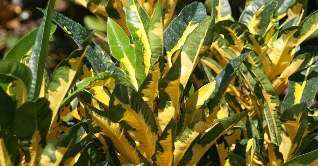 Elas parecem pintadas à mão, mas estas plantas trazem as cores da nossa torcida naturalmente