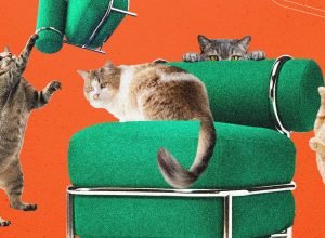 A nova cadeira inflável da Ikea foi testada por gatos