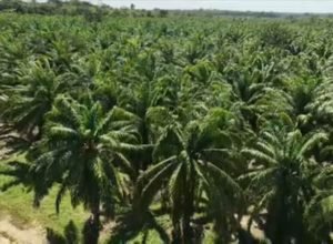 Projeto no Pará revoluciona o cultivo de dendê e eleva produção em até 38%; saiba mais