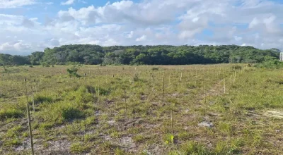 Vila Velha inicia plantio de 50 mil mudas em área de preservação