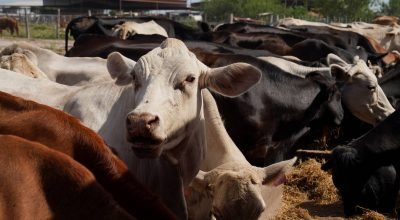 Queda do rebanho nos EUA embaralha ainda mais a pecuária mundial - 02/02/2026 - Vaivém