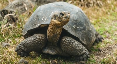 NASA está ajudando a trazer tartarugas gigantes de volta às Galápagos