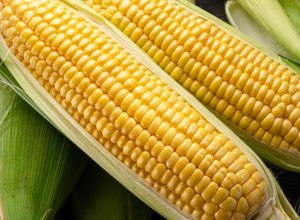 Milho cozido de festa junina: aprenda a receita tradicional