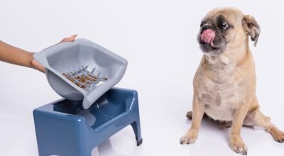 SafeBowl: conheça o comedouro criado para melhorar a alimentação dos cães de focinho curto!