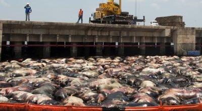 XP rebaixa ação para neutra de olho no balanço do 4º tri e BEEF3 cai 4,4%