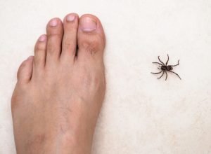 Casos de picadas de aranha disparam em 10 anos: entenda causas, sintomas e identificação