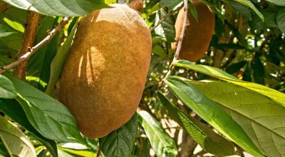 Como fazer geleia e doce artesanal de cupuaçu