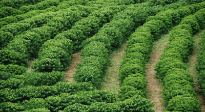 Projeto fortalece produção e qualidade do café capixaba