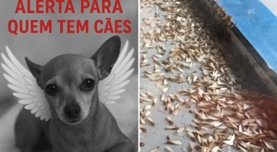 tragédia acende alerta para tutores. Veja esse caso!