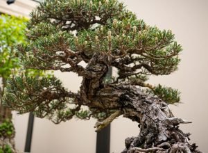 A beleza dos estilos de bonsai