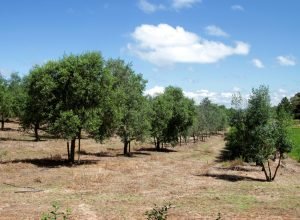 Veja dicas sobre o plantio de oliveiras