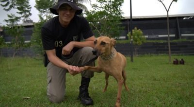Polícia Militar cria programa pioneiro de adestramento e adoção de cães de rua em Goiânia. Veja como funciona!