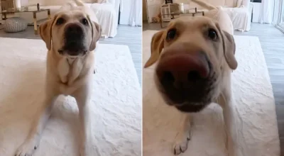 Labrador chama a atenção do tutor por câmera de monitoramento. Veja o vídeo