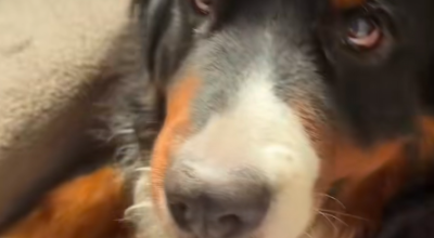 Cachorro encontra filhote de gambá em sua pelagem: veja o vídeo