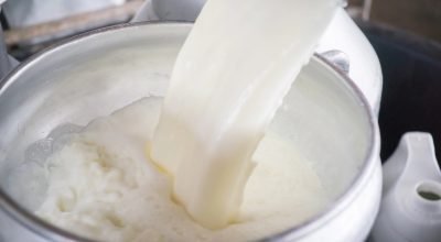 Consumir leite cru oferece riscos à saúde?