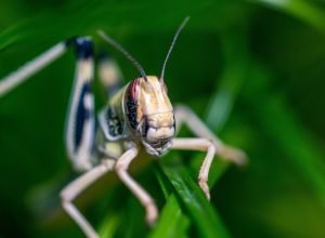 Transformando dados do espaço em ação para a Terra