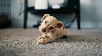 Exercícios para cansar seu cachorro e melhorar o bem-estar