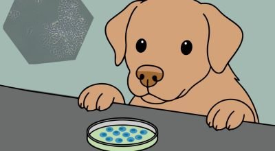 nova descoberta revoluciona tratamentos na Medicina Veterinária. Veja o estudo!