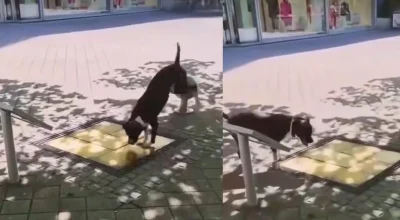 Cão vira artista de rua ao pular em placas musicais na Alemanha: veja o vídeo viral!