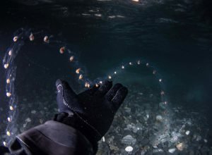 O desaparecimento do gelo marinho da Antártida transforma a vida marinha