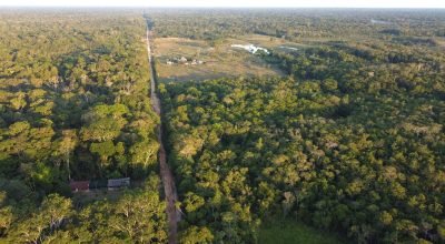 Pequenas manchas de desmatamento levam à perda de carbono tropical