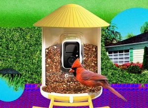 Os alimentadores inteligentes de pássaros sobre os quais todos estão falando (e realmente comprando) (2026)