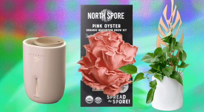 Os 17 melhores presentes para amantes de plantas que nós mesmos compraríamos (2025)