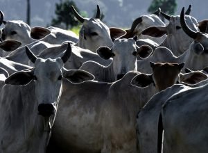 Agro brasileiro abre mercados para 29 produtos em 9 países nos primeiros dias de abril