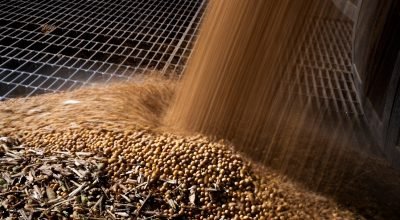 Como cientistas editam o DNA da soja para torná-la mais resistente ao calor