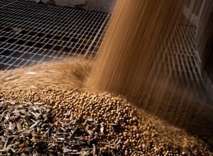 Colheita de soja chega a 82% da área no Brasil, enquanto milho sofre com clima seco