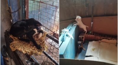 operação resgata 15 animais em condições terríveis. veja caso