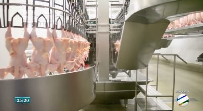 Conflito no Oriente Médio: USP analisa possíveis impactos no mercado brasileiro de carne de frango; veja principais desafios
