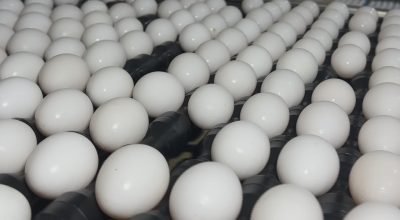 Produtores de ovos se preparam para demanda da Quaresma com preços mais acessíveis