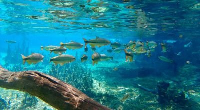 Muito barato! Voos diretos para Bonito a partir de R$ 380 ida e volta, saindo de São Paulo e mais cidades!