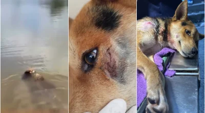 Jacaré ataca cão em lagoa em Belo Horizonte. Leia opinião dos moradores locais!