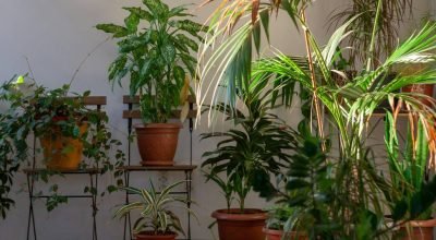 Como cuidar do jardim no verão: 10 dicas de ouro para manter as plantas saudáveis