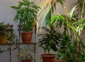 Guia completo: como cuidar das plantas no outono