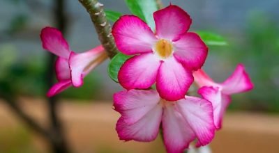 Polinização da Rosa do Deserto: crie flores de cores únicas e variadas