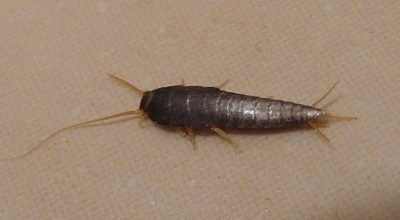 Guia definitivo: como eliminar traças de roupas, livros e armários