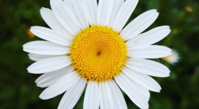 Qual é a flor de abril e dos signos Áries e Touro