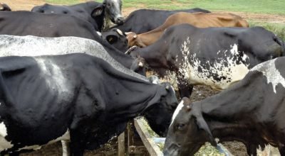 G1 - Concurso de Qualidade do Leite e Café dão prêmios de até R$ 6 mil, em Cachoeiro