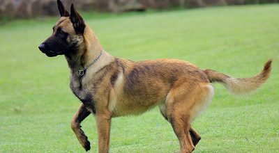 Quais são as raças mais inteligentes do mundo? Veja o ranking completo feito por estudos e se surpreenda!