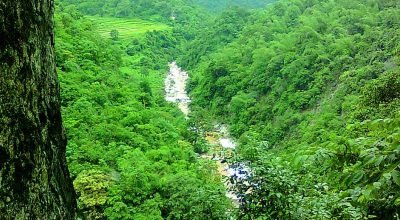 Cães farejadores contra crimes na vida selvagem na Índia: conheça o programa